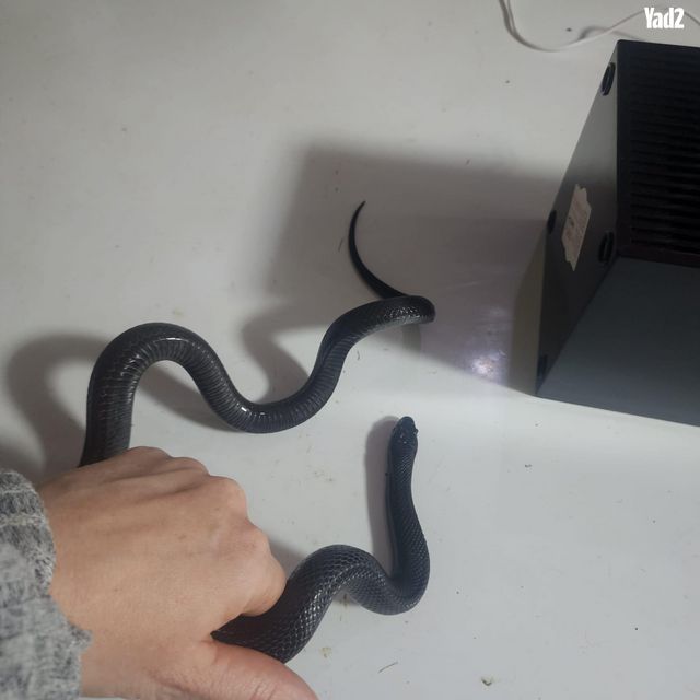 תמונת מודעה - חיות מחמד