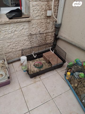 תמונת מודעה - חיות מחמד