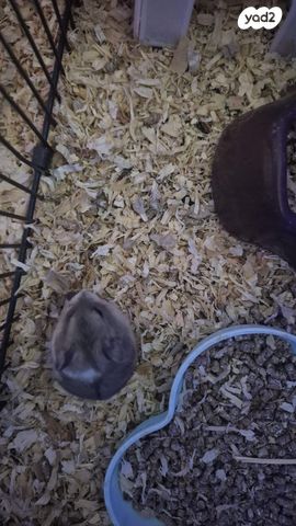 תמונת מודעה - חיות מחמד