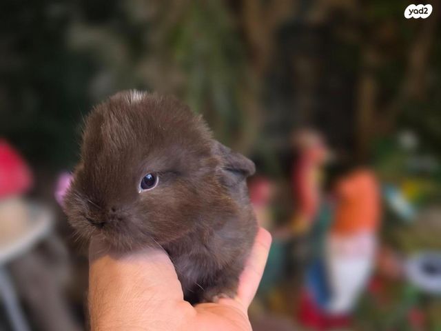 תמונת מודעה - חיות מחמד