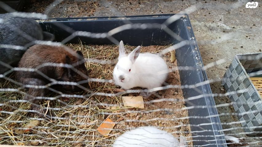 תמונת מודעה - חיות מחמד