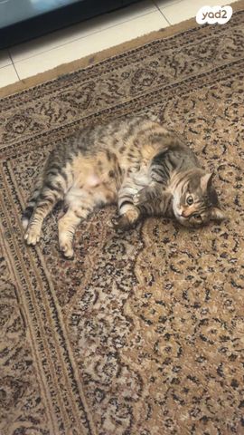 תמונת מודעה - חיות מחמד