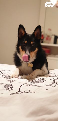 תמונת מודעה - חיות מחמד