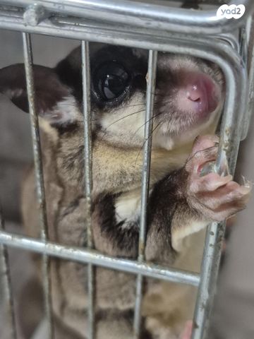 תמונת מודעה - חיות מחמד