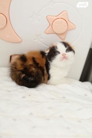 תמונת מודעה - חיות מחמד