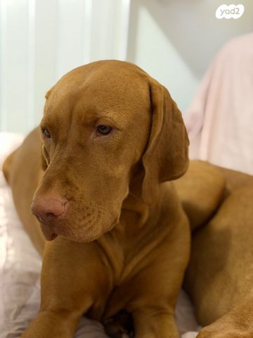 תמונת מודעה - חיות מחמד