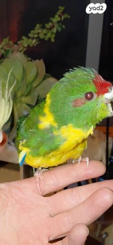 תמונת מודעה - חיות מחמד