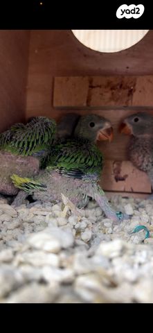 תמונת מודעה - חיות מחמד