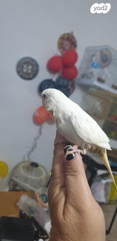 תמונת מודעה - חיות מחמד