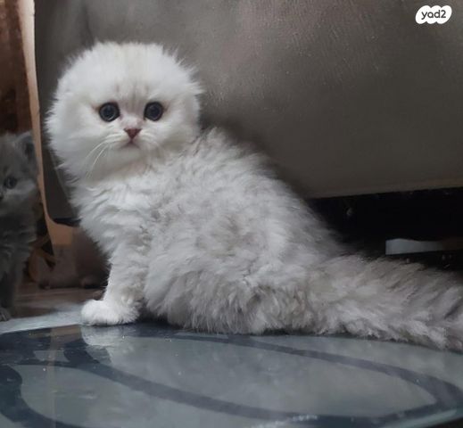 תמונת מודעה - חיות מחמד