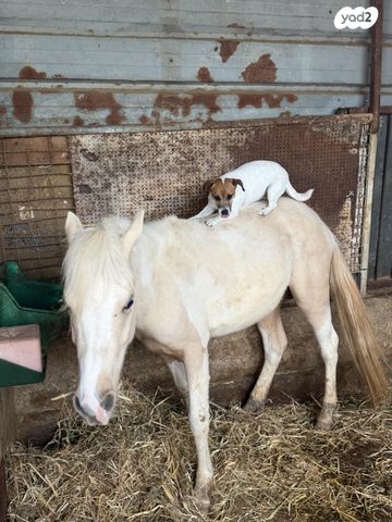 תמונת מודעה - חיות מחמד