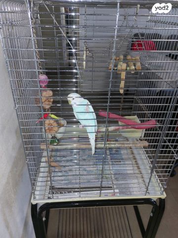 תמונת מודעה - חיות מחמד