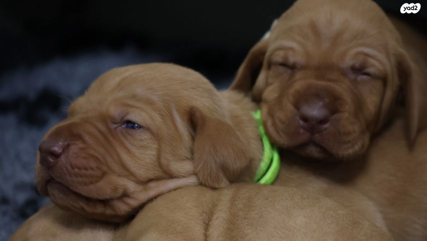 תמונת מודעה - חיות מחמד