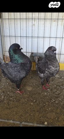 תמונת מודעה - חיות מחמד