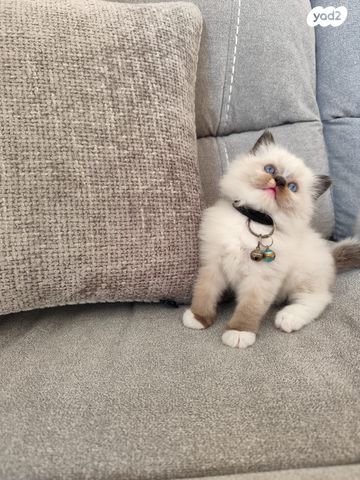 תמונת מודעה - חיות מחמד