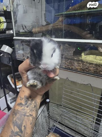 תמונת מודעה - חיות מחמד