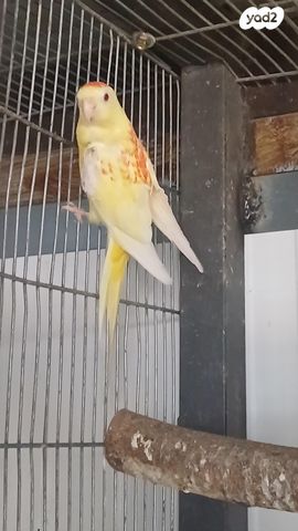 תמונת מודעה - חיות מחמד