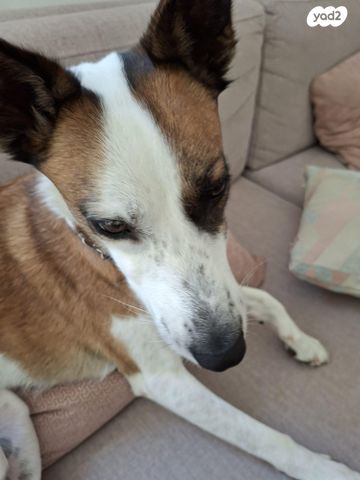 תמונת מודעה - חיות מחמד