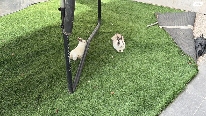 תמונת מודעה - חיות מחמד