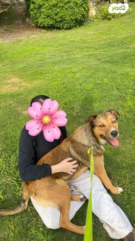 תמונת מודעה - חיות מחמד