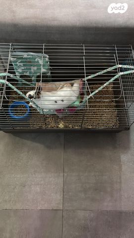 תמונת מודעה - חיות מחמד