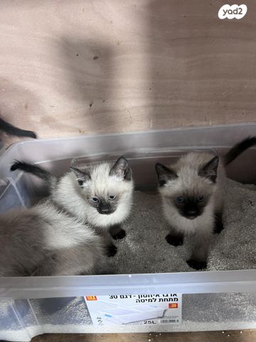 תמונת מודעה - חיות מחמד