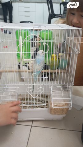 תמונת מודעה - חיות מחמד