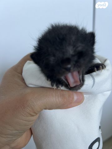 תמונת מודעה - חיות מחמד