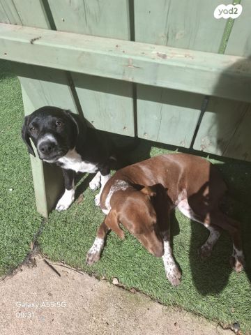 תמונת מודעה - חיות מחמד