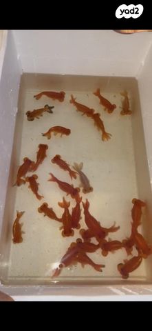 תמונת מודעה - חיות מחמד