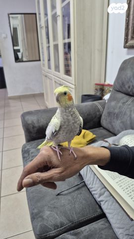 תמונת מודעה - חיות מחמד