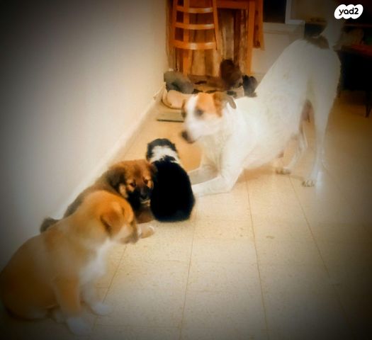 תמונת מודעה - חיות מחמד