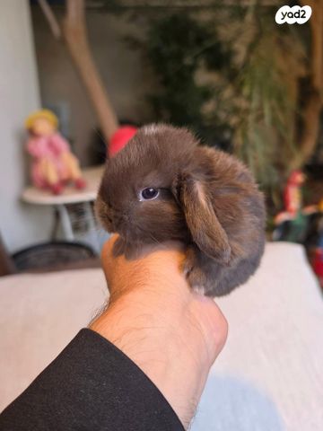 תמונת מודעה - חיות מחמד