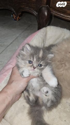 תמונת מודעה - חיות מחמד