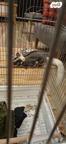 תמונת מודעה - חיות מחמד