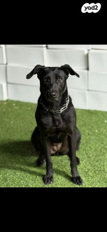 תמונת מודעה - חיות מחמד