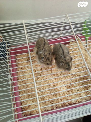 תמונת מודעה - חיות מחמד