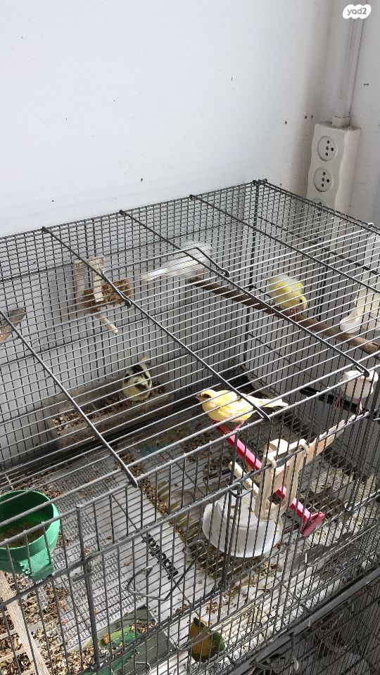 תמונת מודעה - חיות מחמד