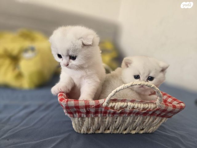 תמונת מודעה - חיות מחמד