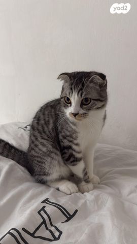 תמונת מודעה - חיות מחמד