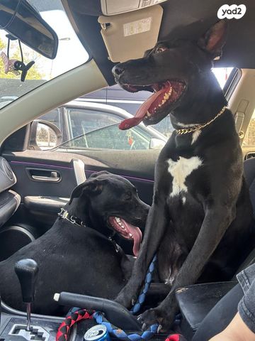 תמונת מודעה - חיות מחמד