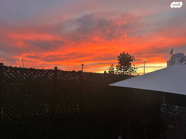 אילות השדה 16