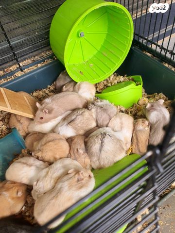 תמונת מודעה - חיות מחמד