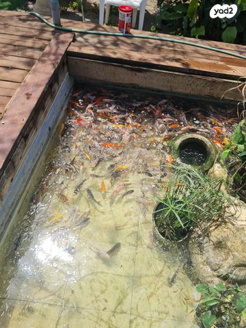 תמונת מודעה - חיות מחמד