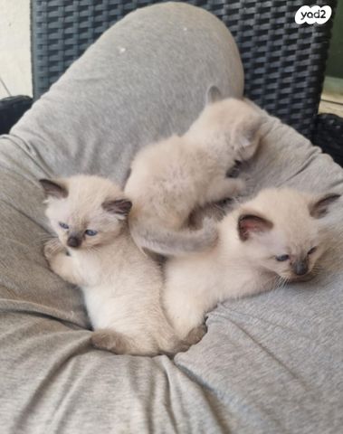 תמונת מודעה - חיות מחמד