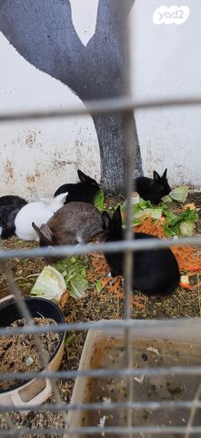 תמונת מודעה - חיות מחמד