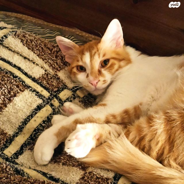 תמונת מודעה - חיות מחמד