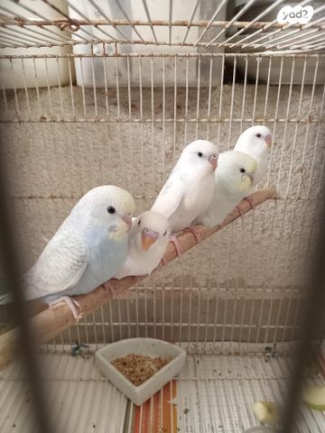 תמונת מודעה - חיות מחמד