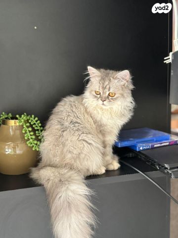 תמונת מודעה - חיות מחמד