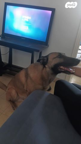 תמונת מודעה - חיות מחמד